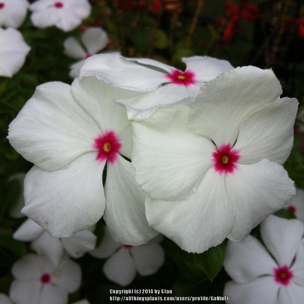 Photo of Madagascar Periwinkle (Catharanthus roseus 'Pacifica Polka Dot') uploaded by GaNinFl