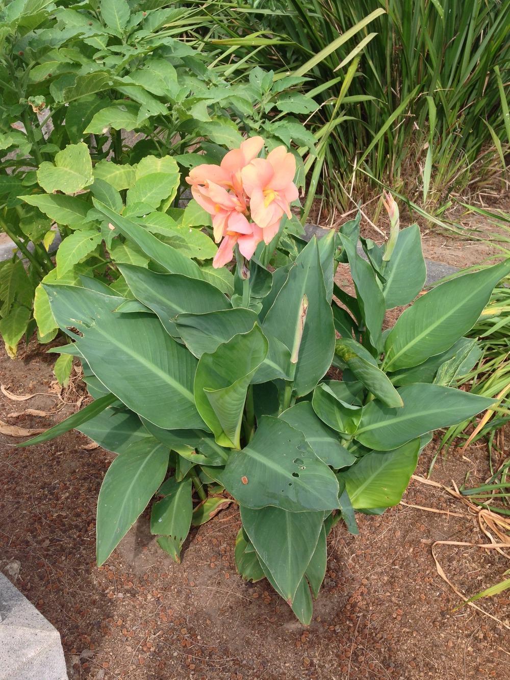 Photo of Canna (Canna x generalis 'Salmon Pink') uploaded by HamiltonSquare