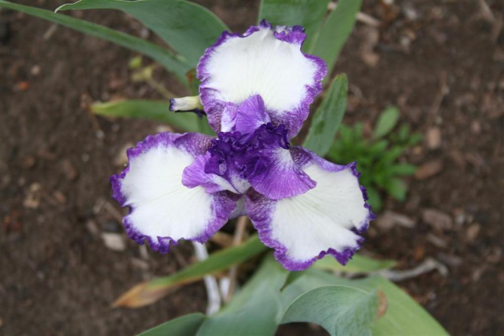 Photo of Tall Bearded Iris (Iris 'Barbara May') uploaded by KentPfeiffer