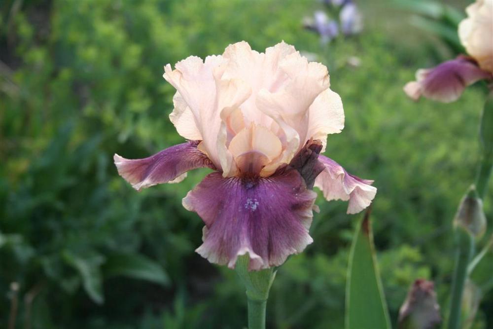 Photo of Tall Bearded Iris (Iris 'Annabelle Rose') uploaded by KentPfeiffer