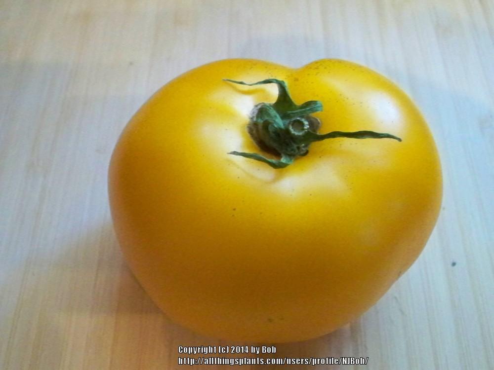 Photo of Tomato (Solanum lycopersicum 'Lemon Boy') uploaded by NJBob