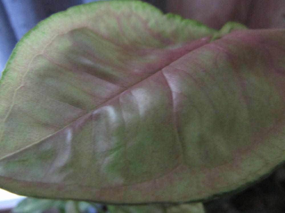 Photo of Arrowhead Plant (Syngonium podophyllum 'Pink Allusion') uploaded by SongofJoy
