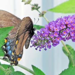 Location: My Gardens
Date: August 4, 2014
Always Attractive To Butterflies #Pollination #Butterfly #Butterf