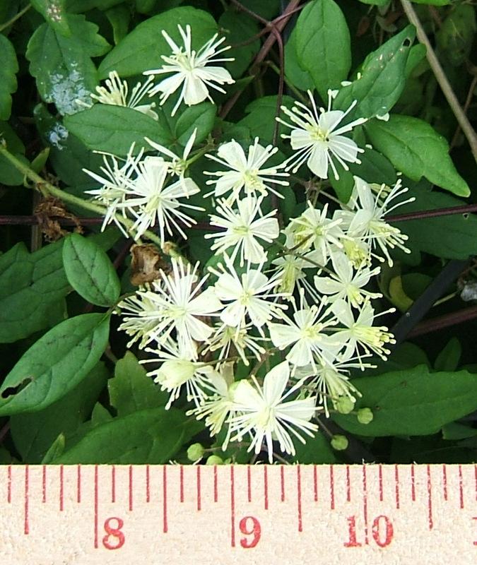Photo of American Virgin's Bower (Clematis virginiana) uploaded by pirl
