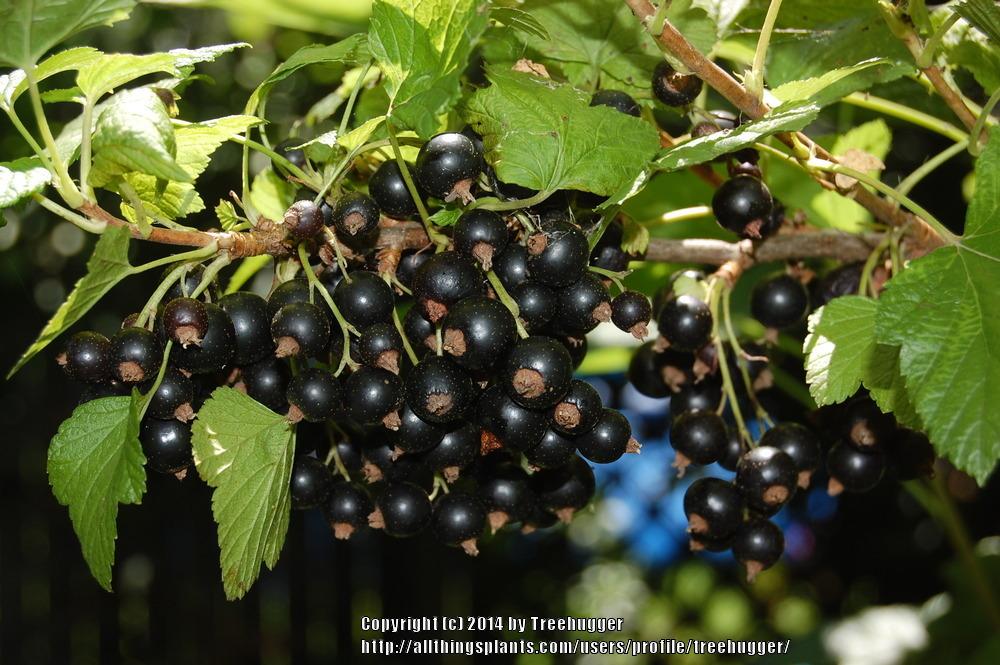 Photo of Blackcurrant (Ribes nigrum) uploaded by treehugger