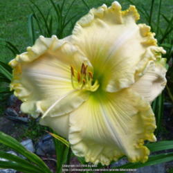 Location: My Garden- Vermont
Date: 2014-08-05
Magnificent 8" bloom on off white bloom with green eye