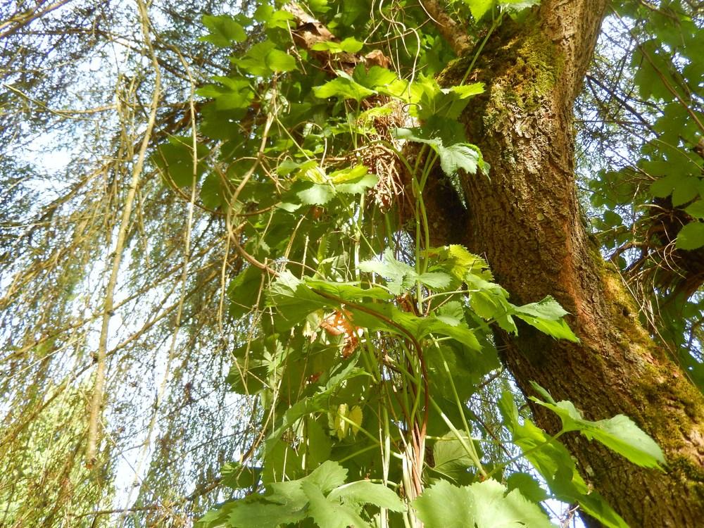 Photo of Hops (Humulus lupulus) uploaded by Bonehead