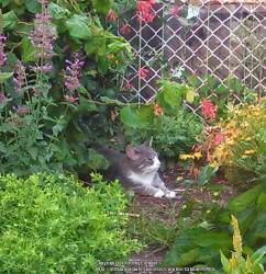 Thumb of 2014-08-05/Catmint20906/eb6c0a