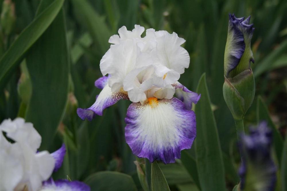 Photo of Tall Bearded Iris (Iris 'Beyond Borders') uploaded by KentPfeiffer