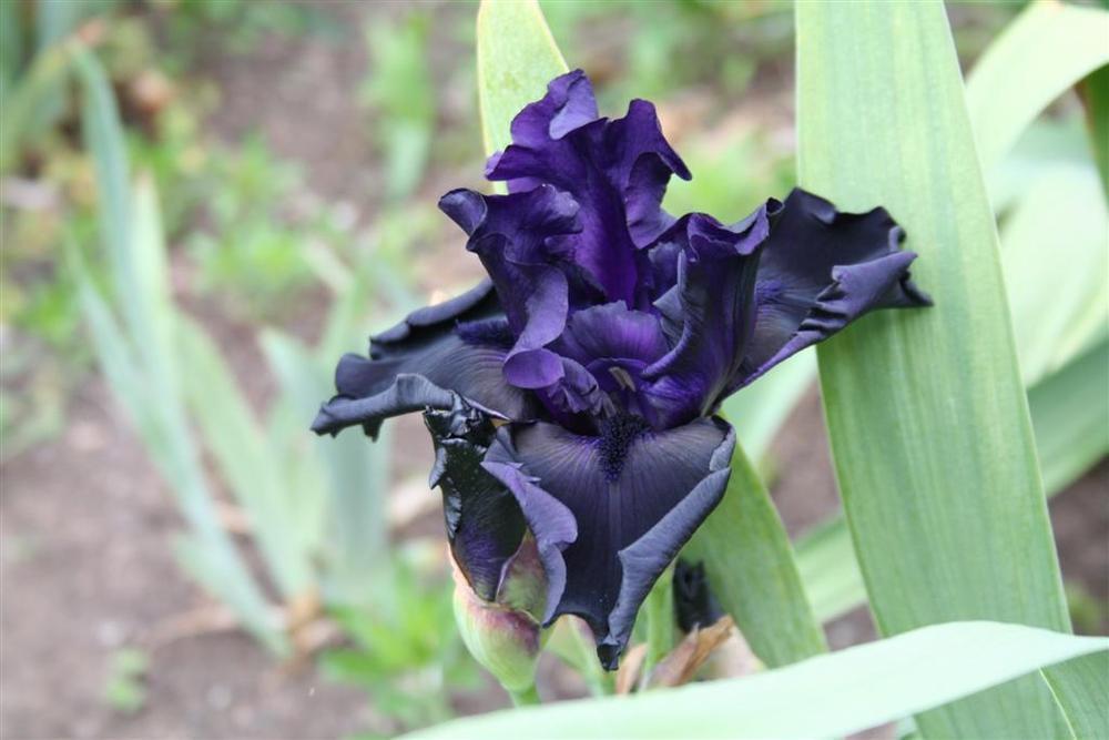 Photo of Tall Bearded Iris (Iris 'Black Is Black') uploaded by KentPfeiffer
