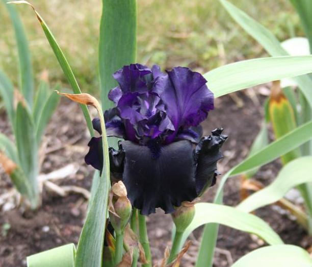 Photo of Tall Bearded Iris (Iris 'Black Is Black') uploaded by KentPfeiffer