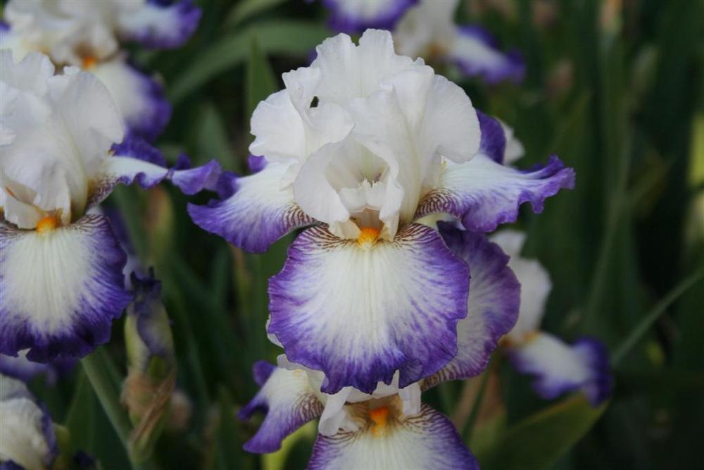 Photo of Tall Bearded Iris (Iris 'Beyond Borders') uploaded by KentPfeiffer