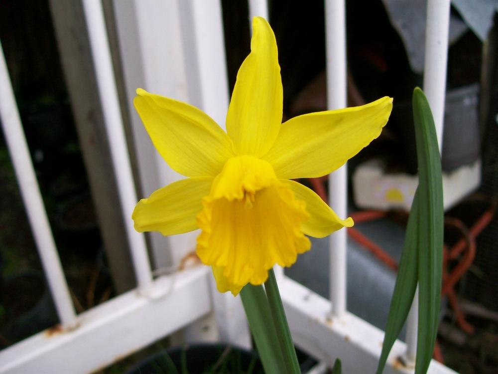 Photo of Cyclamineus Daffodil (Narcissus 'February Gold') uploaded by gwhizz