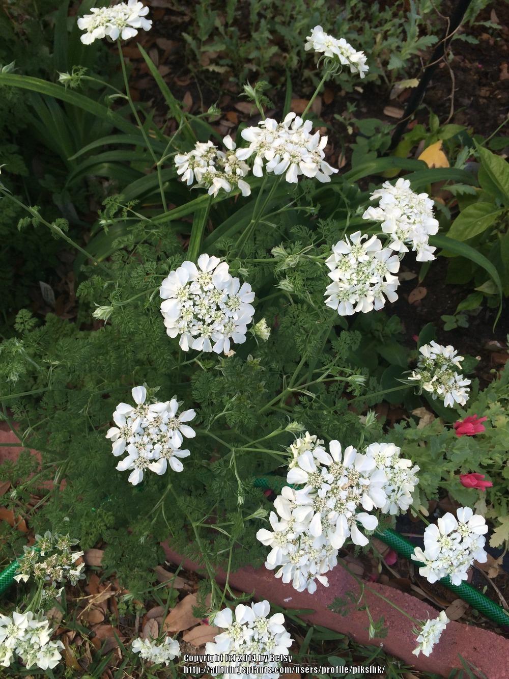 Photo of White Lace Flower (Orlaya grandiflora) uploaded by piksihk