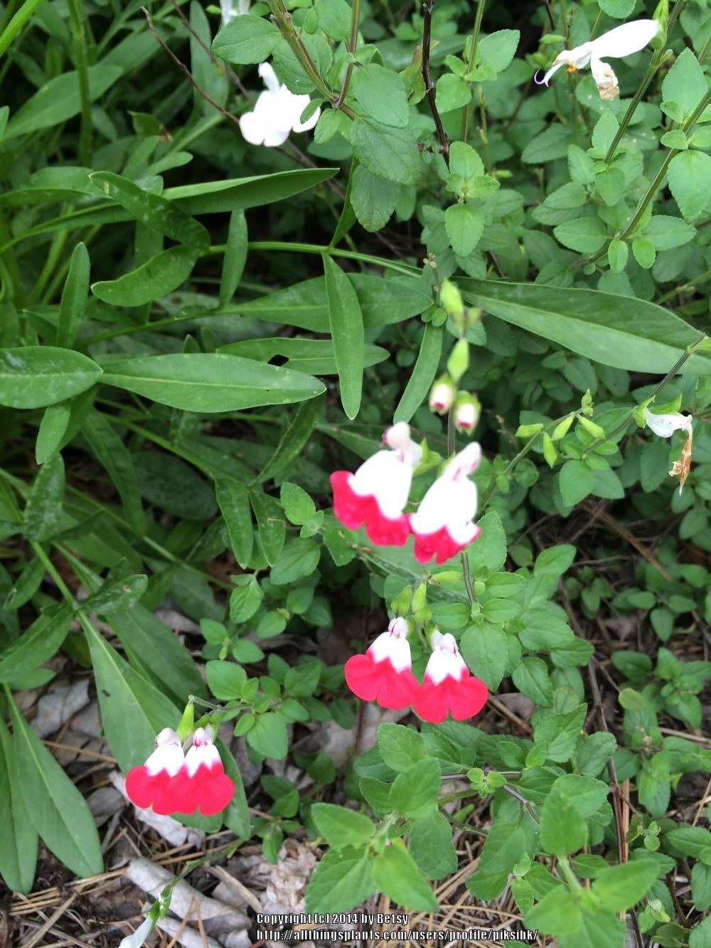 Photo of Blackcurrant Sage (Salvia microphylla 'Hot Lips') uploaded by piksihk
