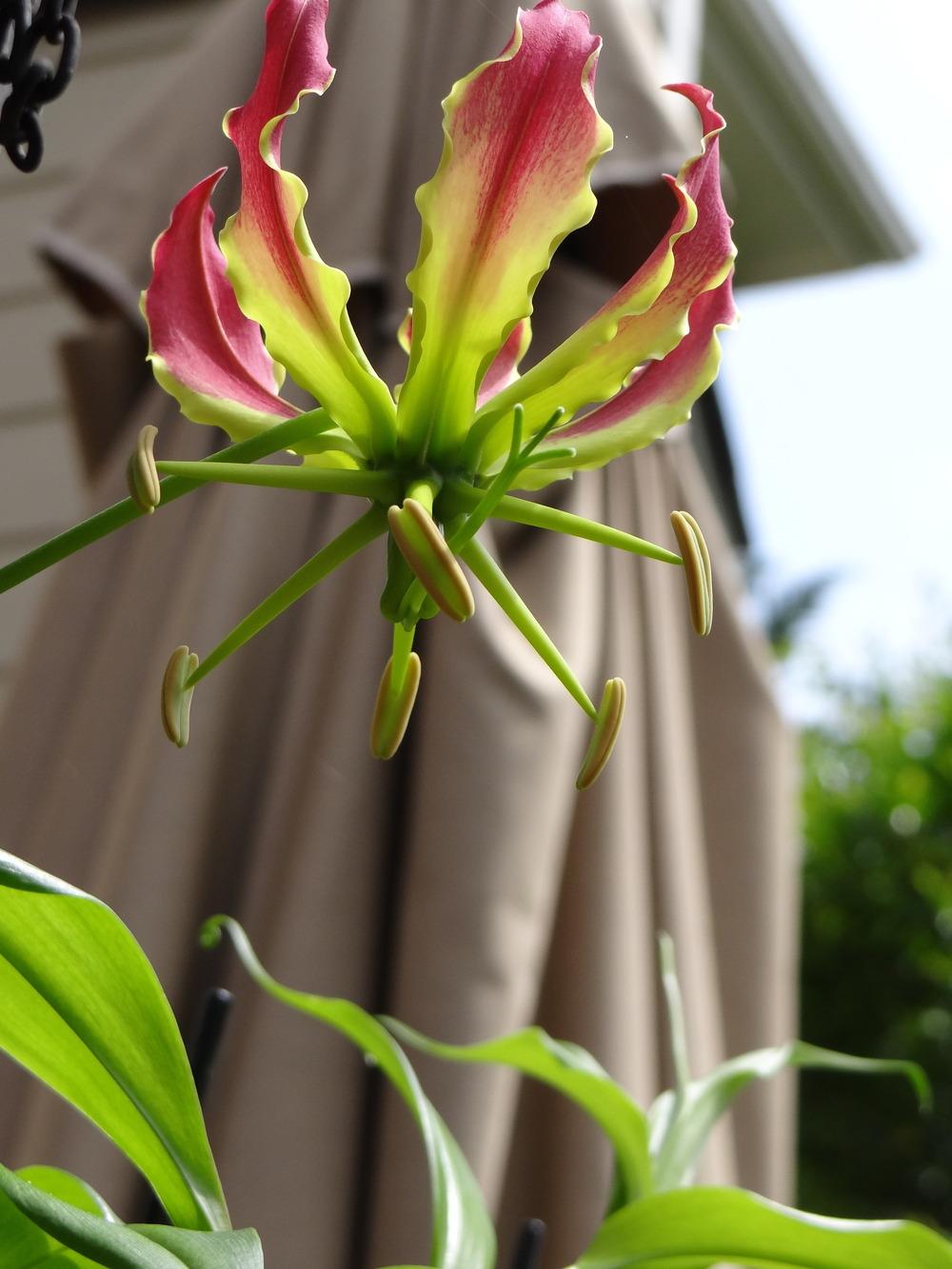 Photo of Gloriosa Lily (Gloriosa superba 'Rothschildiana') uploaded by tropicgirl
