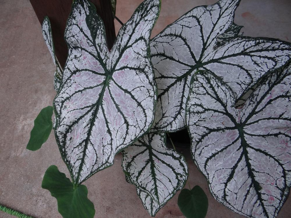 Photo of Fancy-leaf Caladium (Caladium 'White Christmas') uploaded by tropicgirl