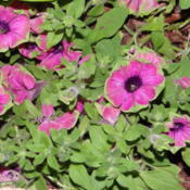 Growing along stairs in backyard.  I love this petunia!