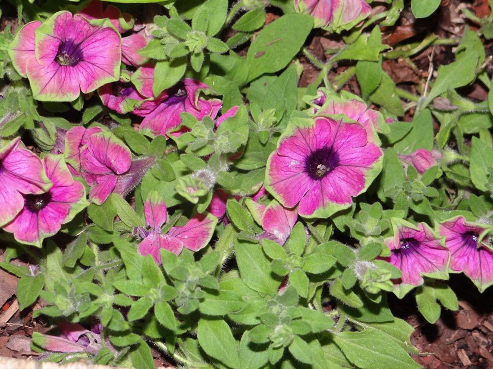 Photo of Milliflora Spreading/Trailing Petunia (Petunia Supertunia® Picasso in Pink™) uploaded by tropicgirl
