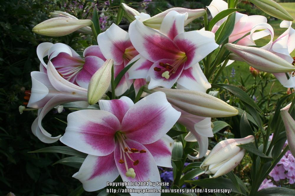 Photo of Lily (Lilium Triumphator) uploaded by 4susiesjoy