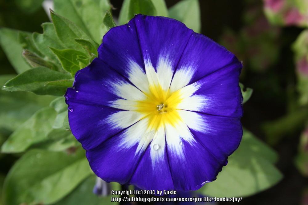 Photo of Dwarf Morning Glory (Convolvulus tricolor 'Royal Ensign') uploaded by 4susiesjoy