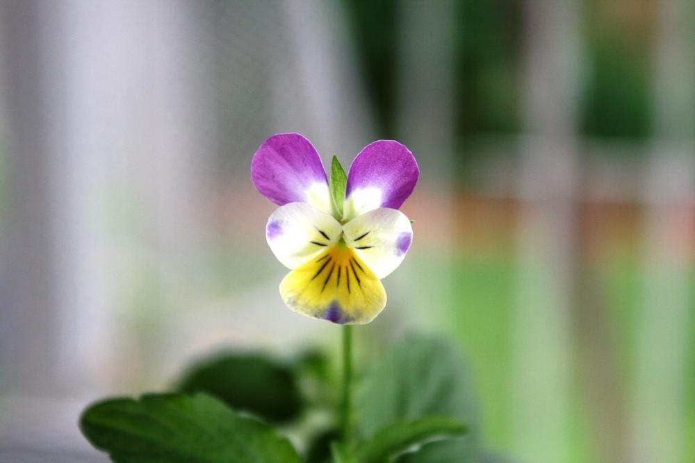 Photo of Johnny Jump-Up (Viola tricolor) uploaded by Daylilybaby