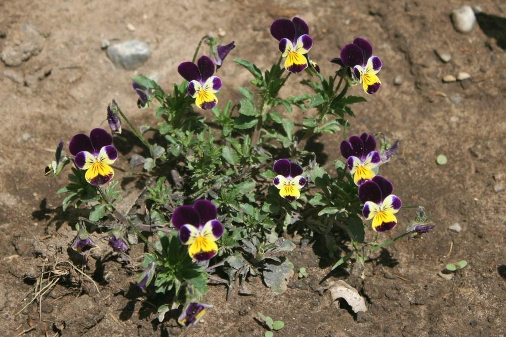 Photo of Johnny Jump-Up (Viola tricolor) uploaded by Daylilybaby