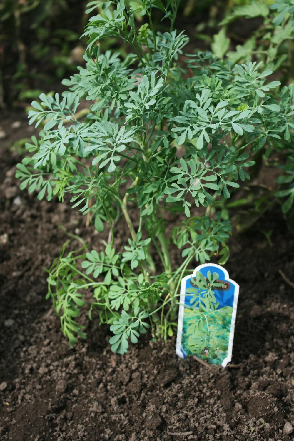Photo of Common Rue (Ruta graveolens) uploaded by Daylilybaby