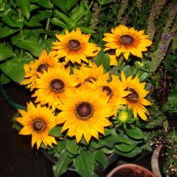 Location: My garden in Kalama, Wa. Zone 8
Date: 2014-08-05
Photo taken at night with a flash.