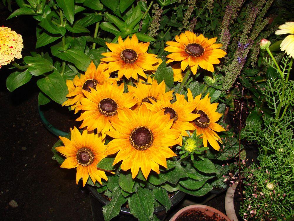 Photo of Echibeckia (XEchibeckia Summerina™ Yellow) uploaded by Joy