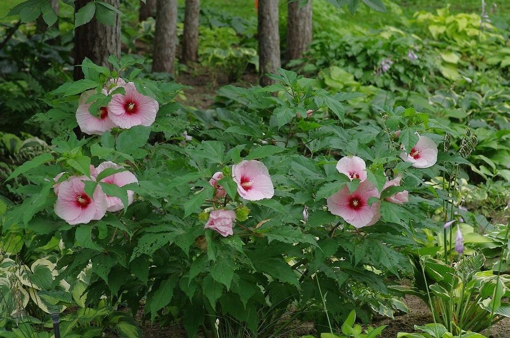 Photo of Hybrid Hardy Hibiscus (Hibiscus Summerific™ Summer Storm) uploaded by Rose1656