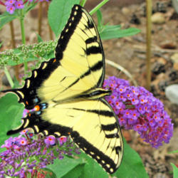 Location: My Gardens
Date: August 6, 2014
Close Up In Mild Sunlight #Pollination & # Butterflies