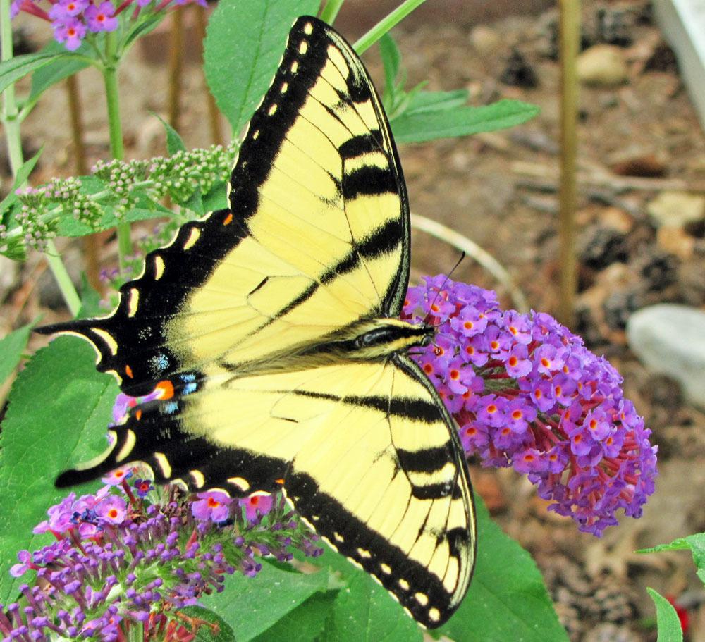 Photo of Butterfly Bush (Buddleja davidii 'Nanho Blue') uploaded by TBGDN