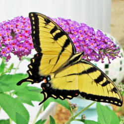 Location: My Gardens
Date: August 6, 2014
True To Its Name #Pollination #Butterflies