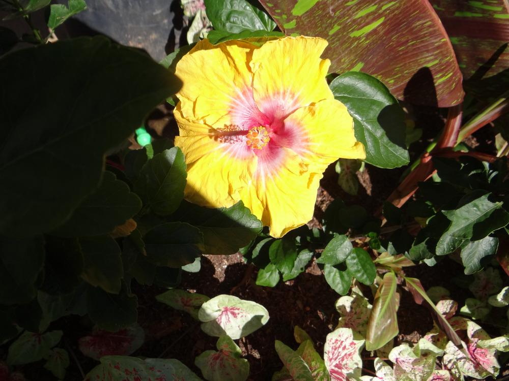 Photo of Tropical Hibiscus (Hibiscus rosa-sinensis 'Eye of Kali') uploaded by tropicgirl
