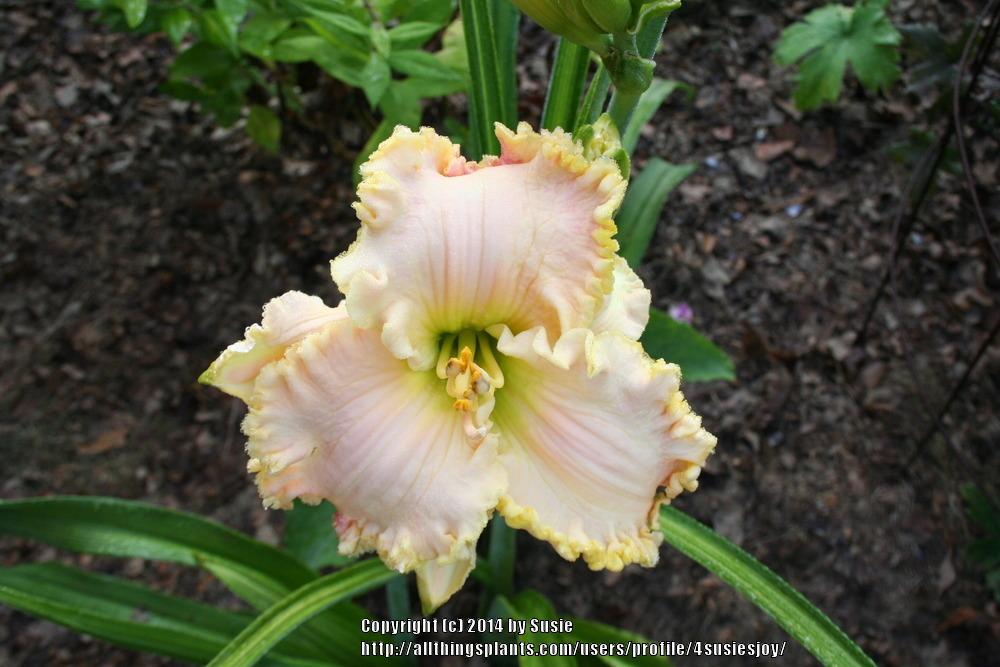 Photo of Daylilies (Hemerocallis) uploaded by 4susiesjoy