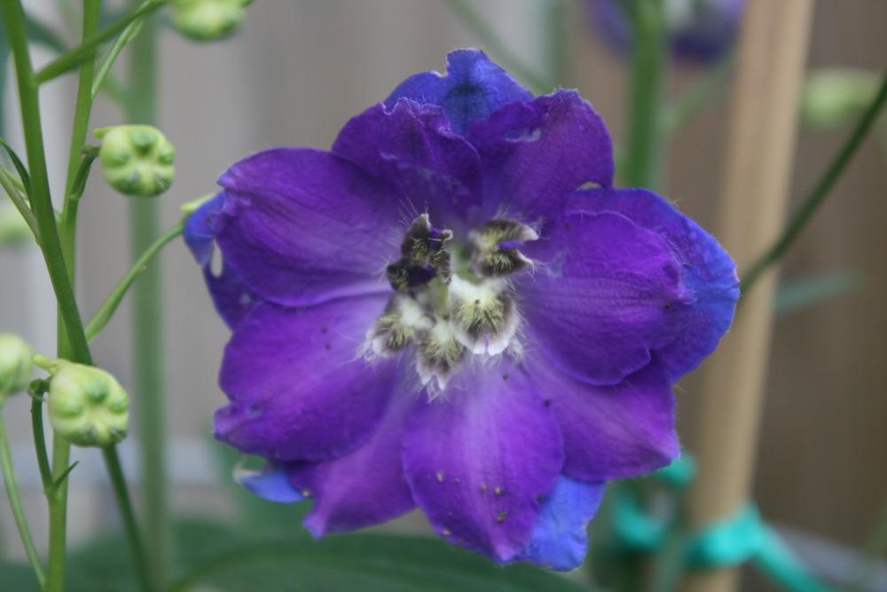 Photo of Delphiniums (Delphinium) uploaded by Daylilybaby