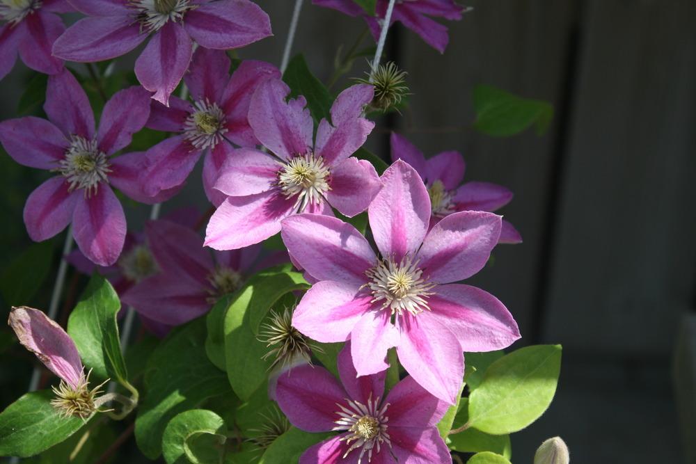 Photo of Clematis 'Pink Champagne' uploaded by Daylilybaby