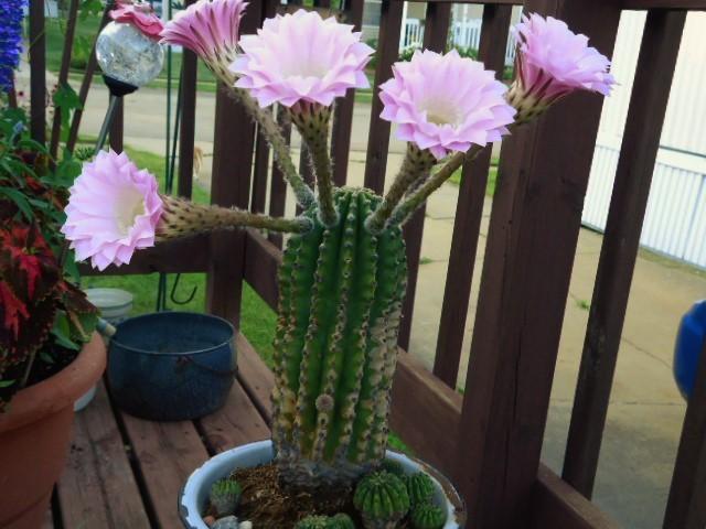 Photo of Sea-Urchin Cactus (Echinopsis oxygona) uploaded by brendalea1957