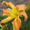 Photo Courtesy of North Country Daylilies. Used With Permission.