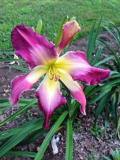 Photo of Daylily (Hemerocallis 'Confessions of a Hemaholic') uploaded by nh4me