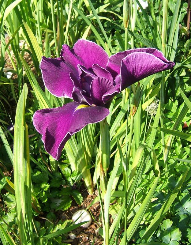 Photo of Japanese iris (Iris ensata 'Japanese Pinwheel') uploaded by pirl