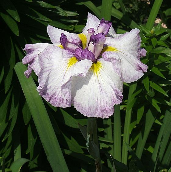 Photo of Japanese Iris (Iris ensata 'Greywoods Social Butterfly') uploaded by pirl