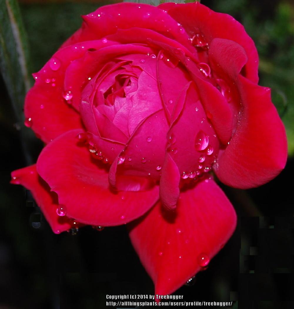 Photo of Rose (Rosa 'Double Knock Out') uploaded by treehugger