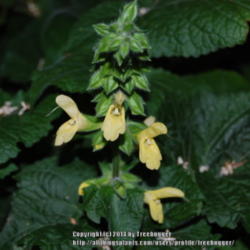 Location: My garden in N E Pa. 
Date: 2014-08-04
This is a perennial salvia that loves shade.