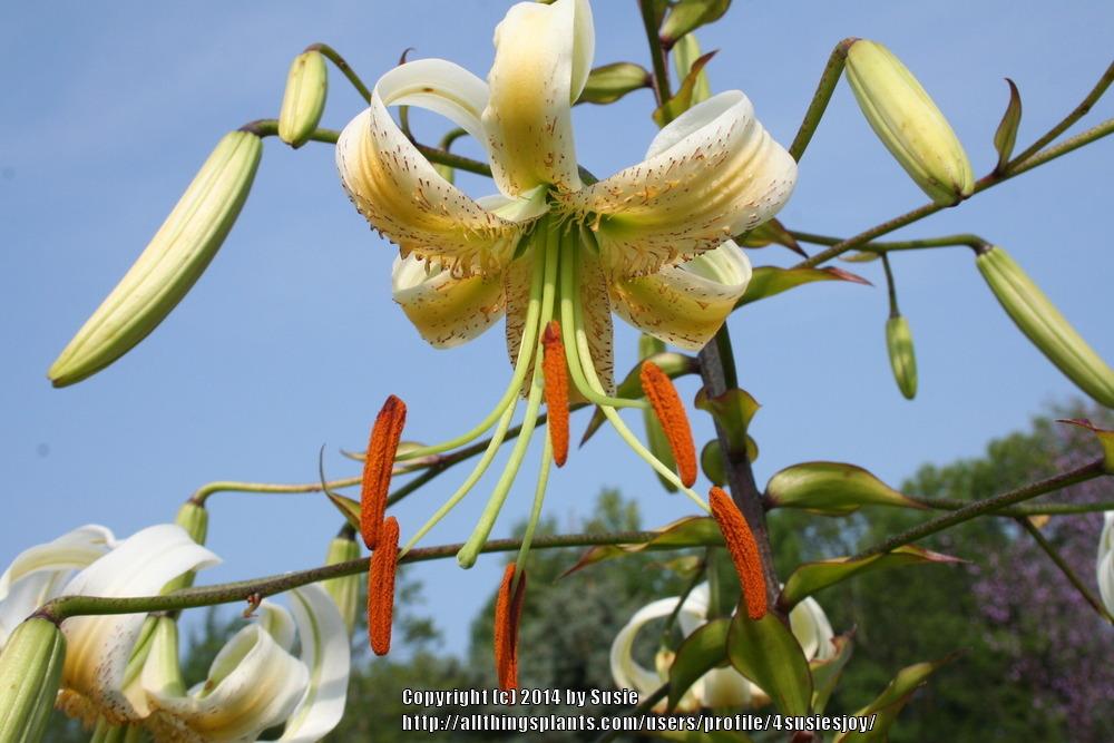 Photo of Lily (Lilium 'Madame Butterfly') uploaded by 4susiesjoy