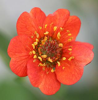 Photo of Geum quellyon uploaded by Calif_Sue