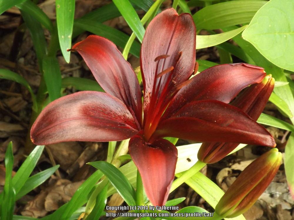Photo of Lily (Lilium 'Dimension') uploaded by Cat