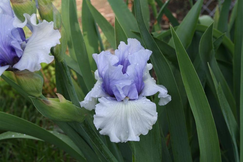 Photo of Tall Bearded Iris (Iris 'Brussels') uploaded by KentPfeiffer
