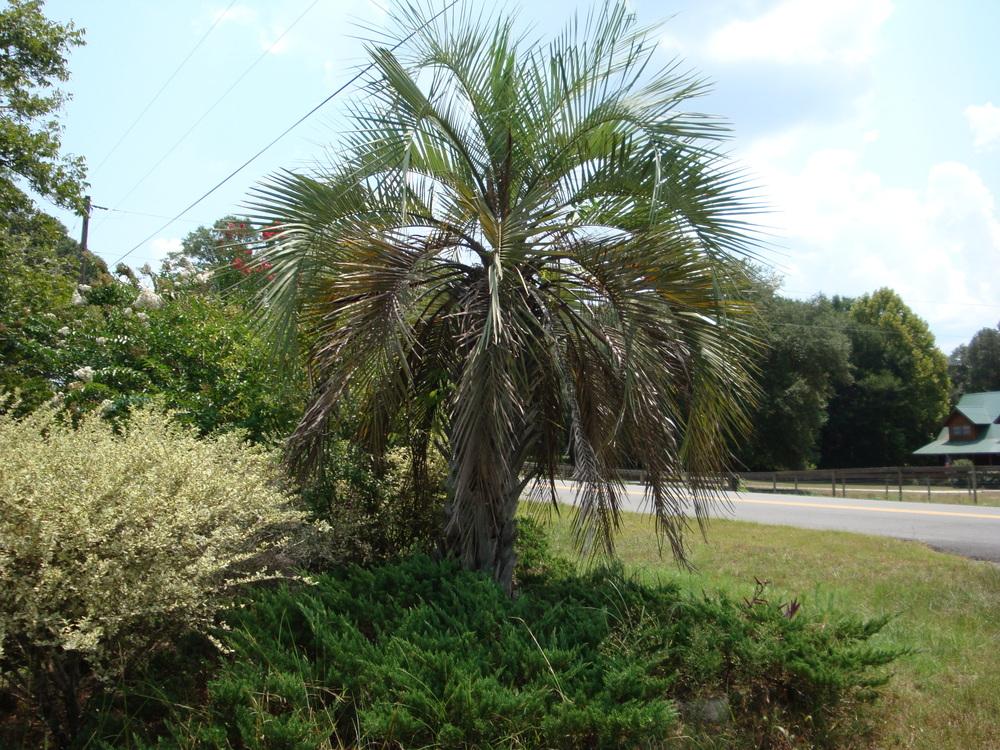 Photo of Pindo Palm (Butia capitata) uploaded by flaflwrgrl